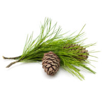 Mokosh – Olejek cedrowy 10 ml