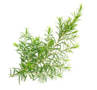 Mokosh – Olejek z drzewa herbacianego 10 ml