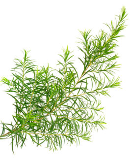 Mokosh – Olejek z drzewa herbacianego 10 ml