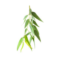 Mokosh – Olejek eukaliptusowy 10 ml