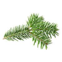 Mokosh – Olejek jodłowy 10 ml