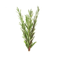 Mokosh – Olejek rozmarynowy 10 ml