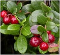 Mokosh – Sól Żurawina 600g